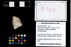 Foto (Objekt + Etikett) von Pithonoton marginatum (von Meyer, 1842)  (NHMW-GEO-2014-0194-0708)